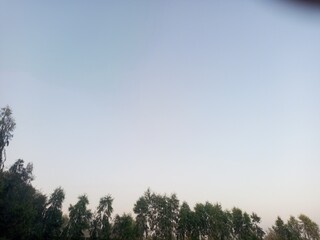 Obraz premium Clear sky above a row of green trees at dusk 