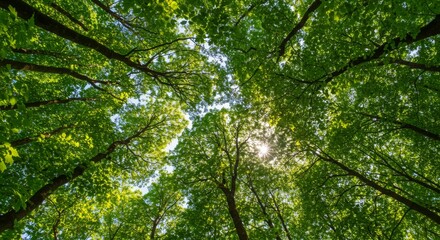 Fototapeta premium Looking up at the green tops of trees. Italy