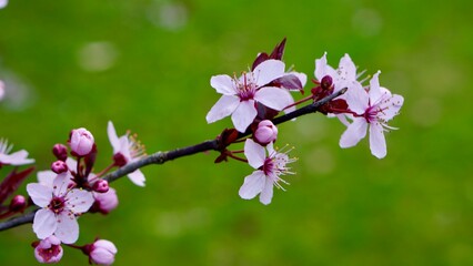 Obraz premium Pink cherry blossom Hanami with blurry bokeh background