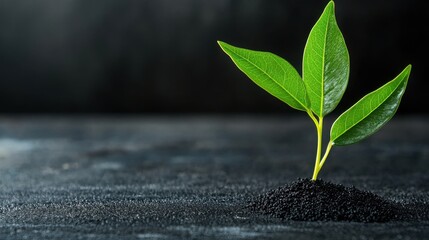 Vibrant plant sprouting from rich soil symbolizing education for inclusive growth and sustainable development practices