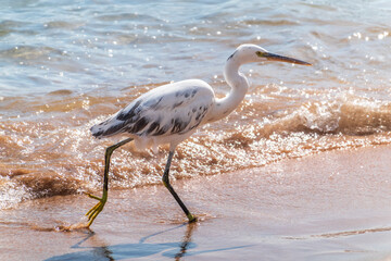 White Western Reef Heron (Egretta gularis) at Sharm el-Sheikh beach, Sinai, Egypt