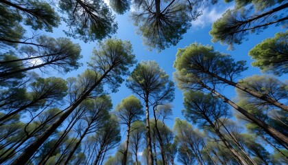 Obraz premium Towering Forest Canopy: Lush Green Treetops Reaching Toward the Vast Blue Sky