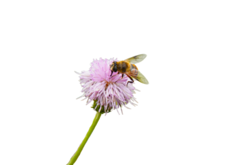  Honeybee on Pink Wildflower Isolated on Transparent Background. PNG File