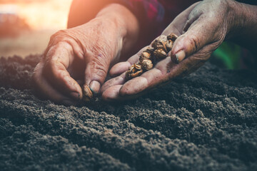 Planting tree seeds close-up farmer hands.