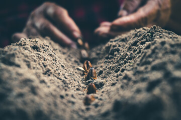 Close-up planting seeds on nature soil.