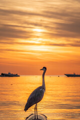 A heron hunting in the sea in the sunset or sunrise light