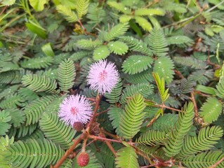 Sleeping grass or sensitive plant (Mimosa pudica) in outdoor garden 