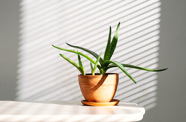 Aloe Vera Houseplant in Terracotta Pot with Light and Shadow Patterns from Blinds.