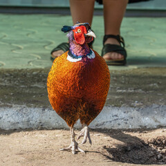 A square photo of a male common pheasant (Phasianus colchicus), which is walking on the ground,...