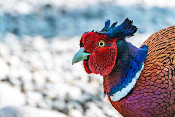 Close-up portrait of a male common pheasant (Phasianus colchicus) with clipped wings and feathered horns on his head. There is a place for text on the left.