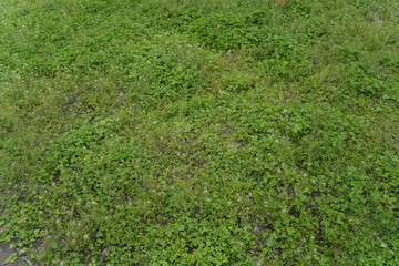 wild grass view on top.