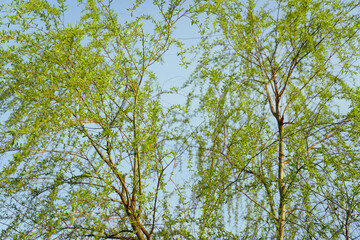 Worm's-eye view of a fresh green weeping willow with spring's clear blue sky in the background