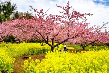 Fototapeta premium 日出町大神の河津桜