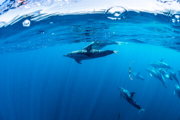 Obraz premium A pod of dolphins swimming in clear blue waters of Australia.