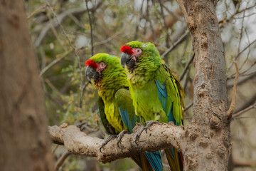 DOS PERICOS