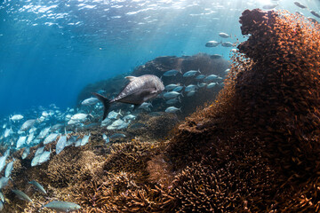 Dense fish school near coral reef, Lady Elliot Island.