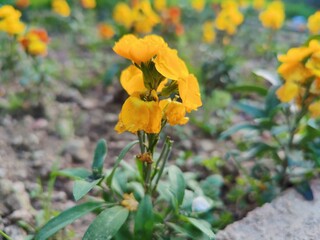 Erysimum cheiri, common wallflower or CHEIRANTHUS
