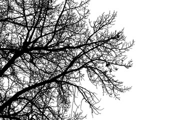 Black and white illustration of natural large old oak tree branch with leaves on white background