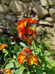 Erysimum cheiri, common wallflower or CHEIRANTHUS
