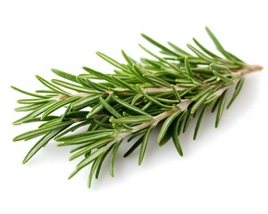 Fototapeta premium Fresh Rosemary Sprig