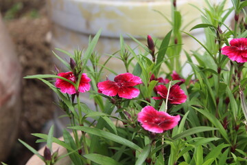 Carnation, Dianthus, caryophyllus, clove pink or Sweet William flowers 
