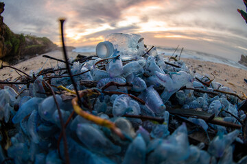 Plastic bottle and bluebottles washed ashore, Sydney.