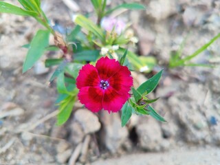 Carnation, Dianthus, caryophyllus, clove pink or Sweet William flowers 
