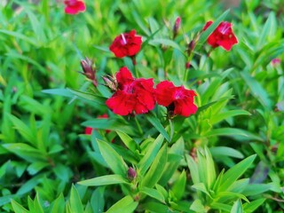 Carnation, Dianthus, caryophyllus, clove pink or Sweet William flowers 
