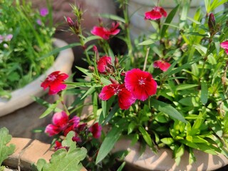 Carnation, Dianthus, caryophyllus, clove pink or Sweet William flowers 
