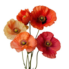 Fototapeta premium Vibrant Poppies in Various Colors Displaying Natural Beauty