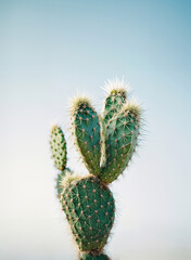 손바닥 선인장, 보검 선인장, 백년초, 다육이, 식물, 가시