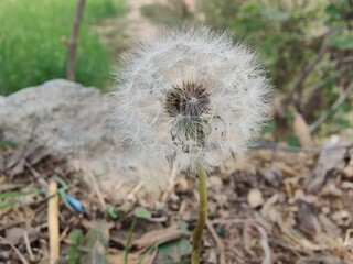 Common Dandelion, Leontodon tuberosus,Hawkbit or Taraxacum erythrospermum
