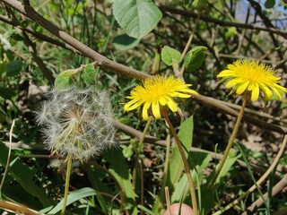 Common Dandelion, Leontodon tuberosus,Hawkbit or Taraxacum erythrospermum

