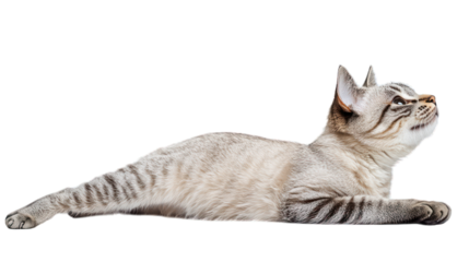 A cat stretching with its paws forward and back arched on a transparent background