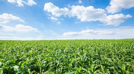 A field of cover crops protecting the soil, advertising style, copy space. Product photography with high resolution, advertising style