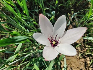 Fototapeta premium Lady tulip or the Tulipa clusiana flowers 