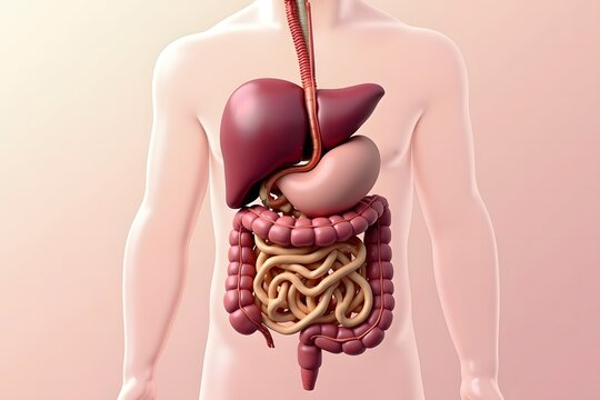 Internal Human Digestive System with Realistic Detail