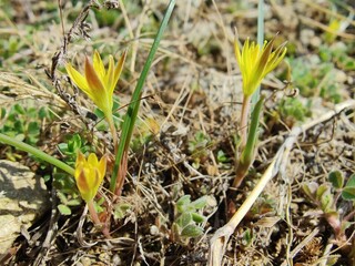 Gagea maxima, Yellow Star-Of-Bethlehem or Gagea lutea
