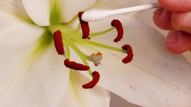 Manual Pollination of Lily Flower Using Cotton Swab