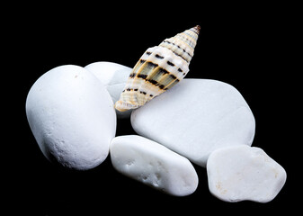 Vexillum Balteolatum Seashell on White Stones