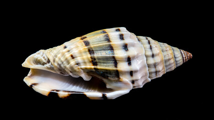 Fototapeta premium Vexillum Balteolatum Seashell on Black background