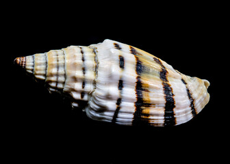 Vexillum Balteolatum Seashell on Black background