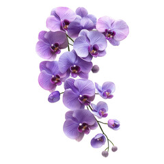 Naklejka premium A cluster of vibrant purple orchids with intricate petals and delicate details, showcasing their natural beauty and elegance.
