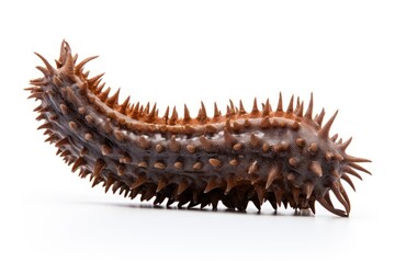 Obraz premium Animal worm white background invertebrate.