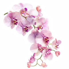 A delicate arrangement of pink orchids showcasing intricate petals and vibrant colors.