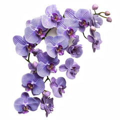 Naklejka premium A stunning arrangement of purple orchids featuring intricate patterns and delicate flowers in various stages of bloom.