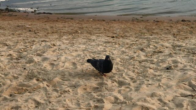 A dove pecks seeds on the sand near the river