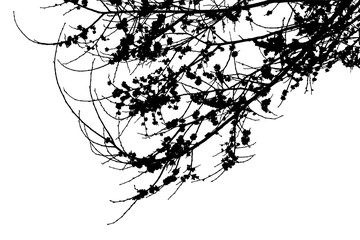 Fototapeta premium Natural spring elm branch with leaves on white background