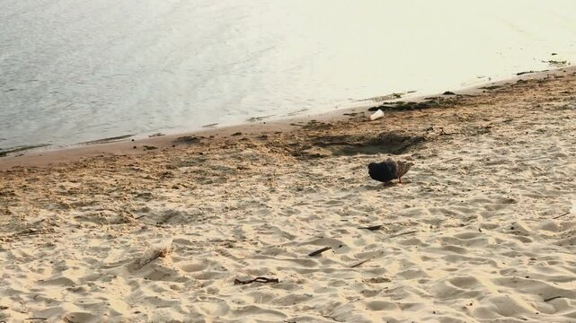 A dove pecks seeds on the sand near the river