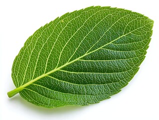 Green leaf with macro detail, and white background.